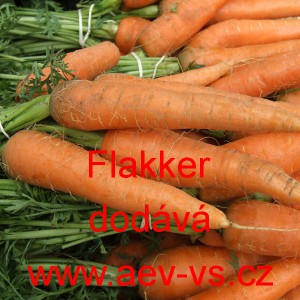 Mrkev obecn&aacute; Flakker