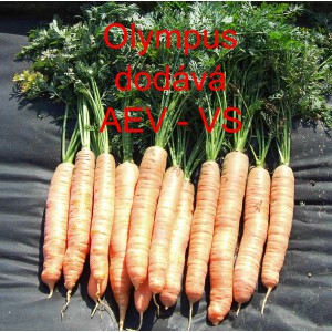 Mrkev obecn&aacute; Olympus