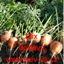 Mrkev obecn&aacute; kulat&aacute; Mix