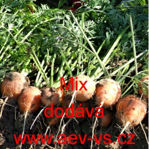 Mrkev obecn&aacute; kulat&aacute; Mix