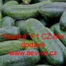 Okurka set&aacute; nakl&aacute;dačka hybridn&iacute; partenokarpick&aacute; "Hladk&aacute;" F1 CZ Mix