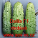 Okurka set&aacute; nakl&aacute;dačka hybridn&iacute; Dalila F1