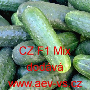 Okurka set&aacute; nakl&aacute;dačka hybridn&iacute; partenokarpick&aacute; "Hrub&aacute;" CZ F1 Mix