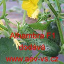 Okurka set&aacute; nakl&aacute;dačka hybridn&iacute; partenokarpick&aacute; Alhambra F1