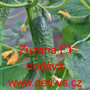 Okurka set&aacute; nakl&aacute;dačka hybridn&iacute; partenokarpick&aacute; Zuzana F1
