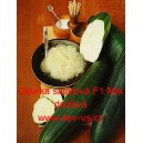 Okurka set&aacute; sal&aacute;tov&aacute; hybridn&iacute; F1 Mix