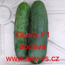 Okurka set&aacute; sal&aacute;tov&aacute; hybridn&iacute; Obelix F1