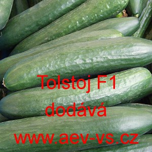 Okurka set&aacute; sal&aacute;tov&aacute; hybridn&iacute; "hadovka" do sklen&iacute;ku Tolstoj F1