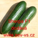 Okurka set&aacute; sal&aacute;tov&aacute; hybridn&iacute; "hadovka" do sklen&iacute;ku Sherpa F1