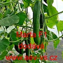 Okurka set&aacute; sal&aacute;tov&aacute; hybridn&iacute; "hadovka" do sklen&iacute;ku Marta F1