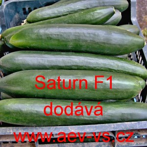 Okurka set&aacute; sal&aacute;tov&aacute; hybridn&iacute; "hadovka" do sklen&iacute;ku Saturn F1