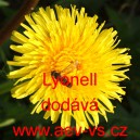 Pampeli&scaron;ka l&eacute;kařsk&aacute; Lyonell