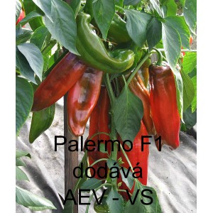 Paprika ročn&iacute; zeleninov&aacute; hybridn&iacute; Palermo F1 (Sweet Italien Dulce)
