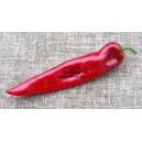 Paprika ročn&iacute; zeleninov&aacute; hybridn&iacute; p&aacute;liv&aacute; Amboy F1