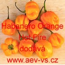 Paprika p&aacute;liv&aacute; aji čil&iacute; Habanero Orange Hot Fire