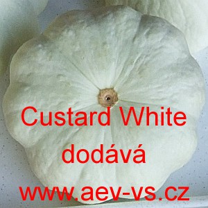 Patizon (Tykev obecn&aacute;) Custard White