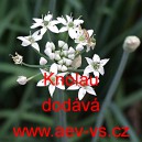 Pažitka č&iacute;nsk&aacute; česnekov&aacute; Knolau