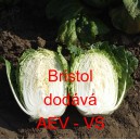 Pekingsk&eacute; zel&iacute; Bristol