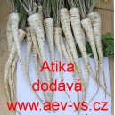 Petržel kořenov&aacute; Atika