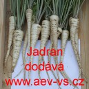 Petržel kořenov&aacute; Jadran
