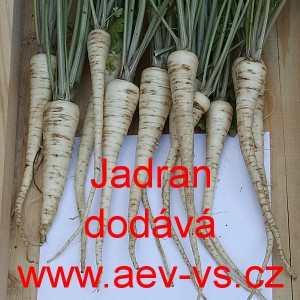 Petržel kořenov&aacute; Jadran