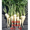 Petržel kořenov&aacute; Konika