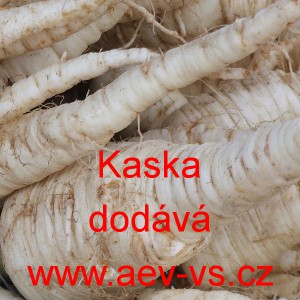 Petržel kořenov&aacute; Kaska