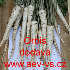 Petržel kořenov&aacute; Orbis