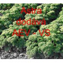 Petržel naťov&aacute; kadeřav&aacute; Astra