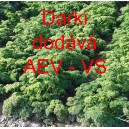 Petržel naťov&aacute; kadeřav&aacute; Darki