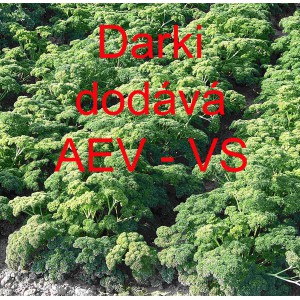 Petržel naťov&aacute; kadeřav&aacute; Darki