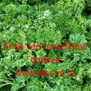 Petržel naťov&aacute; kadeřav&aacute; Fris&eacute; vert fonc&eacute;/Rina