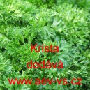 Petržel naťov&aacute; kadeřav&aacute; Krista