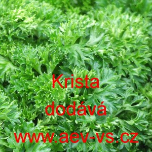 Petržel naťov&aacute; kadeřav&aacute; Krista