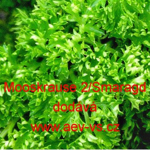 Petržel naťov&aacute; kadeřav&aacute; Mooskrause 2/Smaragd