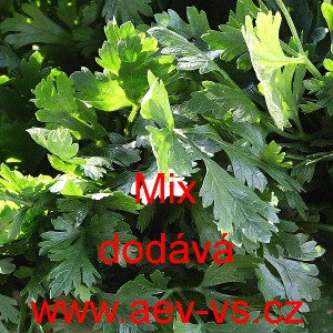 Petržel naťov&aacute; hladkolist&aacute; Mix