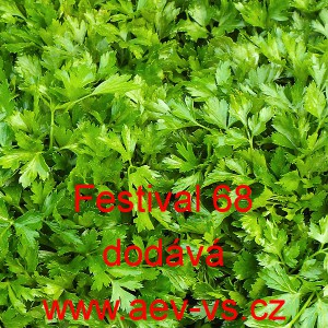 Petržel naťov&aacute; hladkolist&aacute; Festival 68