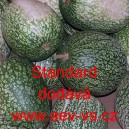 Podnož na roubov&aacute;n&iacute; okurek a melounů Tykev fikolist&aacute; Standard