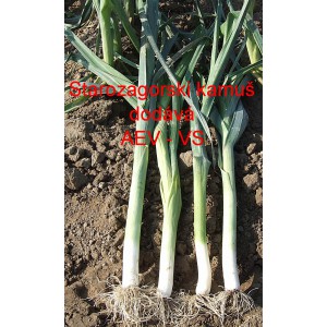 P&oacute;r zahradn&iacute; Starozagorski kamu&scaron;