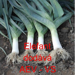 P&oacute;r zahradn&iacute; Elefant