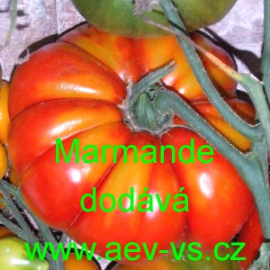 Rajče tyčkov&eacute; Marmande