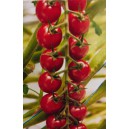 Rajče tyčkov&eacute; hybridn&iacute; Belido F1 Novinka