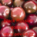 Rajče tyčkov&eacute; Black Russian