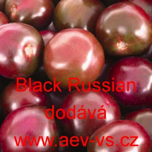 Rajče tyčkov&eacute; Black Russian
