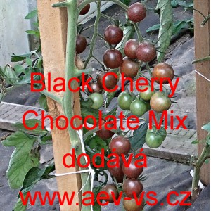 Rajče tyčkov&eacute; Black Cherry Chocolate Mix