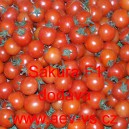 Rajče tyčkov&eacute; hybridn&iacute; Sakura F1