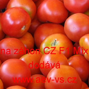 Rajče tyčkov&eacute; hybridn&iacute; červen&eacute; na z&aacute;hon CZ F1 Mix