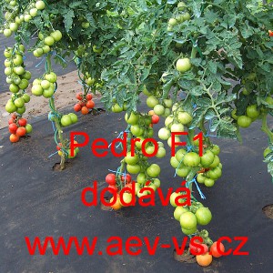 Rajče tyčkov&eacute; hybridn&iacute; Pedro F1