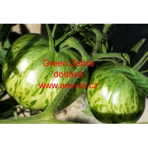 Rajče tyčkov&eacute; Green Zebra