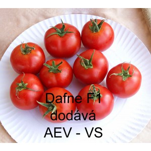 Rajče tyčkov&eacute; hybridn&iacute; Dafne F1